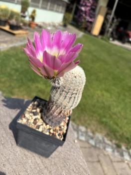 Echinocereus pectinatus